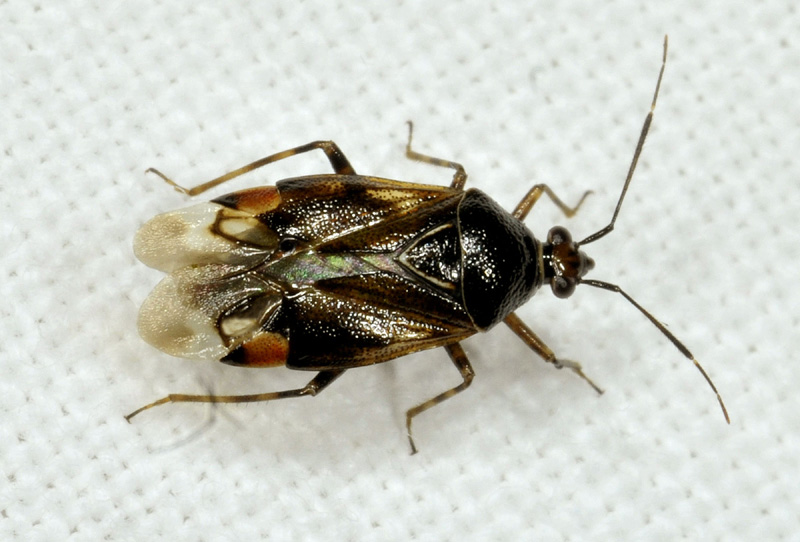 Miridae: Deraeocoris flavilinea